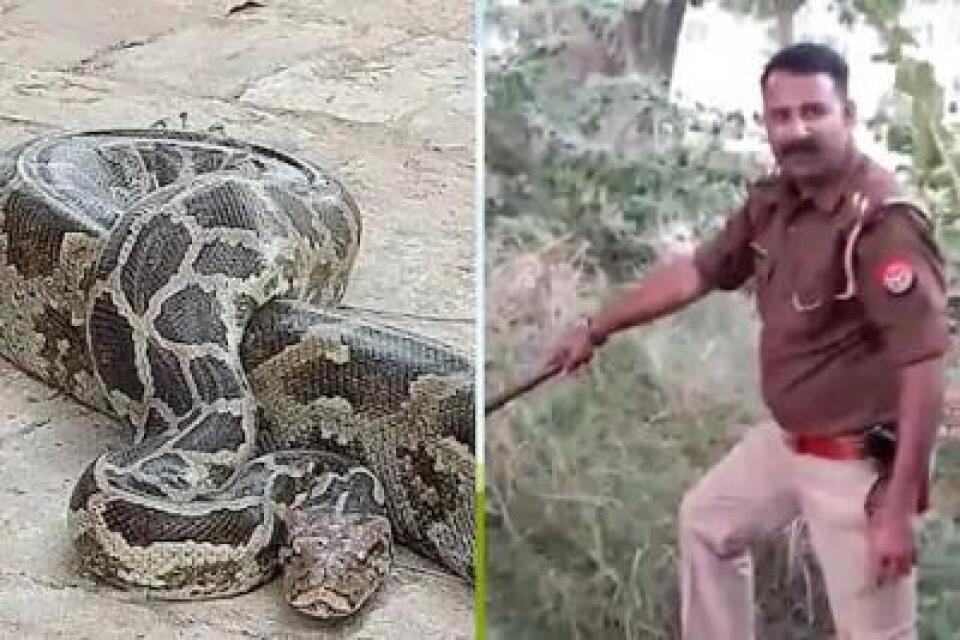 This inspector is a snake-catcher too | African News Agency